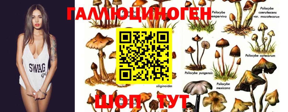 Камень-на-Оби  Псилоцибиновые грибы GOLDEN TEACHER  Вход с VPN  Псилоцибиновые грибы GOLDEN TEACHER 